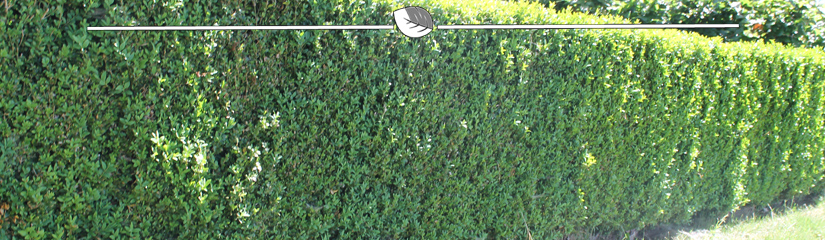 Privacy haag in je tuin | Gardline